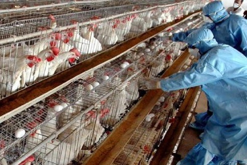 مراقبت مرغداران از شیوع آنفلوانزای فوق حاد پرندگان