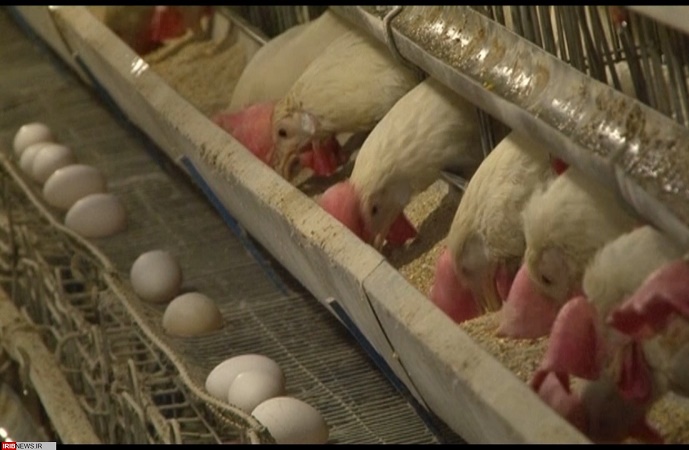تولید تخم مرغ در کاشان