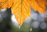پاییز امسال باران بیشتری در کاشان و آران و بیدگل خواهد بارید
