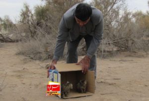 رهاسازی دو توله گربه وحشی در پناهگاه حیات و حش یخاب ابوزیدآباد