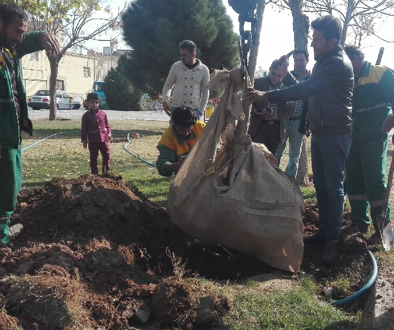انتقال درختان پارک شهید حسن‌زاده به پارک ناژون2