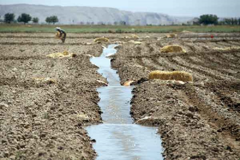 کشاورزی غرقابی و ۸۷ درصد آب آران و بیدگل در بخش کشاورزی